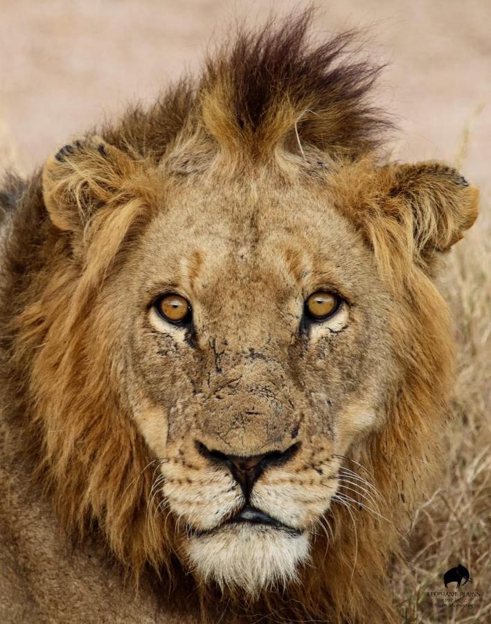 エレファント プレーンズ ゲーム ロッジ サビ・サンド動物保護区 エクステリア 写真