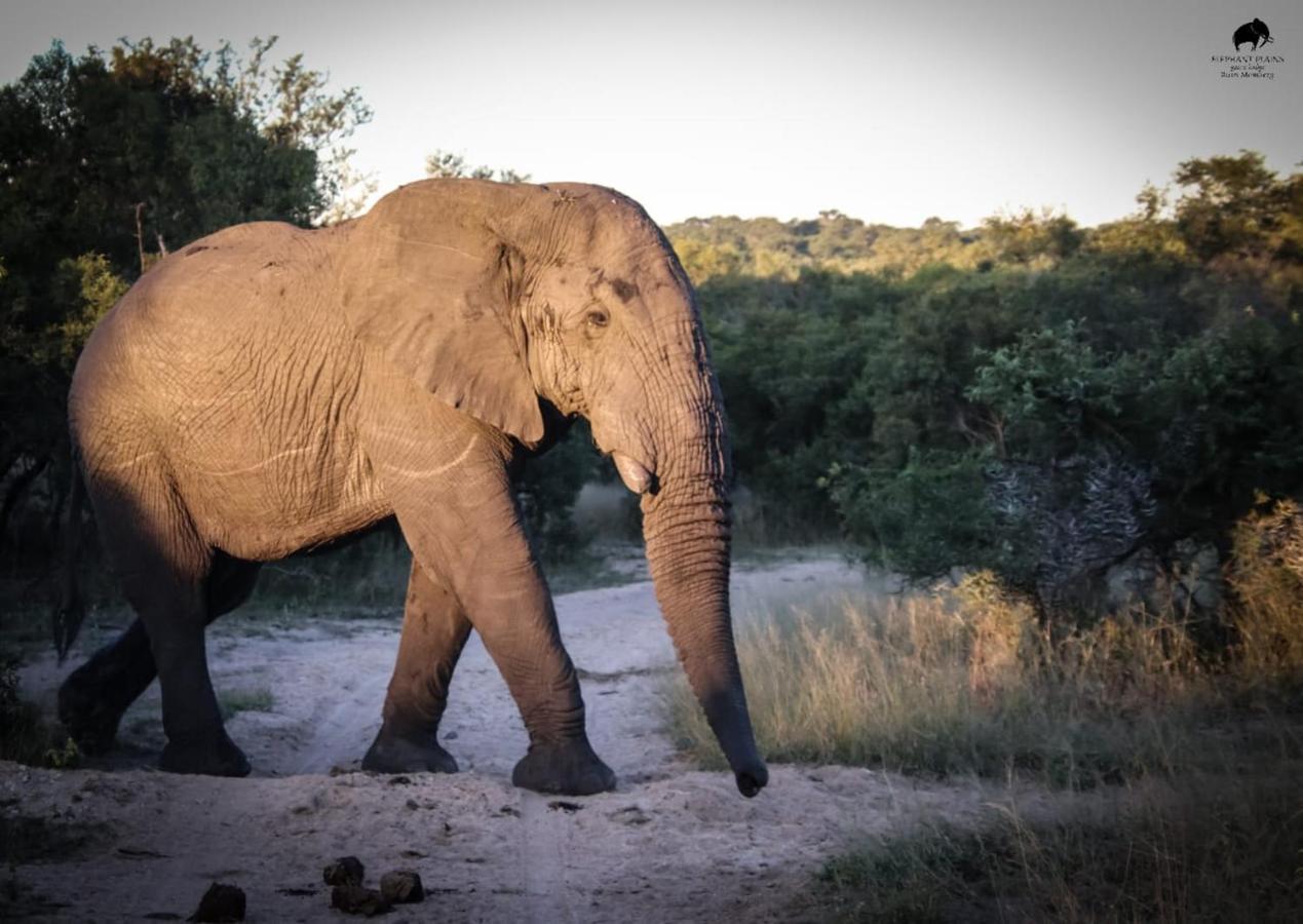 エレファント プレーンズ ゲーム ロッジ サビ・サンド動物保護区 エクステリア 写真